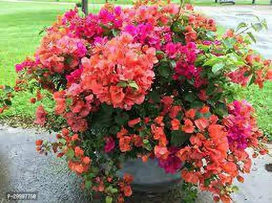 Fulmala Nursery  Bougainvillea Plant-thumb0