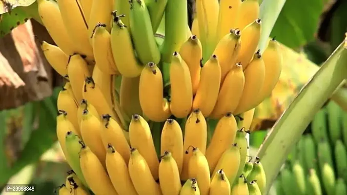 Fulmala Nursery Banana Plant