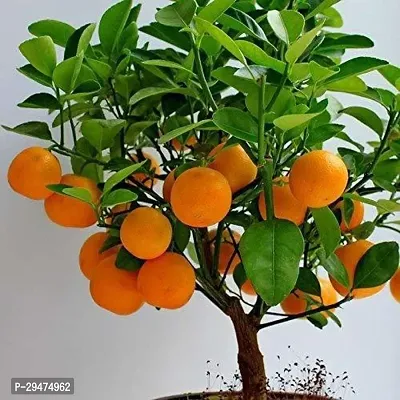 Natural Orange Plant-thumb0