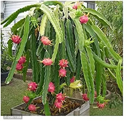 Dragon Tree Esey To Grow No Nead To Extra Care Hybrid Plant For Yor Garden And your Home-thumb0