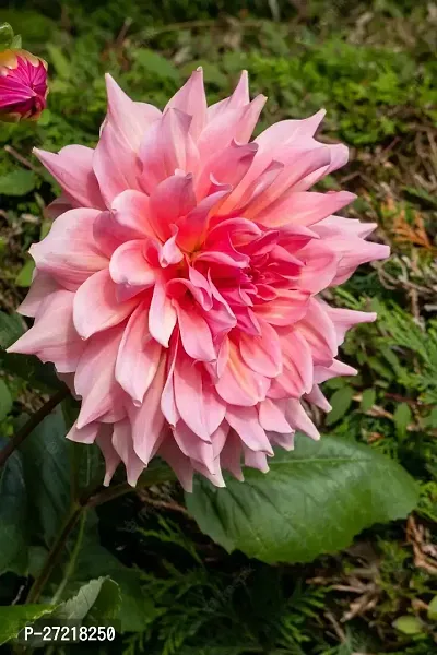 Fulama Nursery HybridDahlia Plant[FM1670]