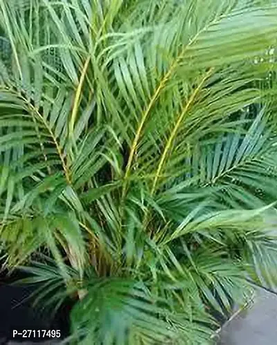 Fulmala Nursery Hybrid Areca Palm[FM1572]