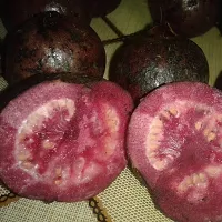 Fulmala Nursery Guava Plant-thumb1