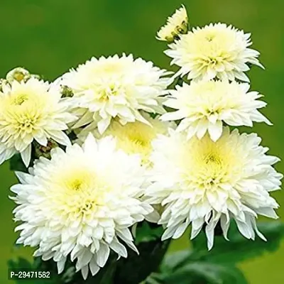 Natural Chrysanthemums/ Guldavari Plant-thumb0