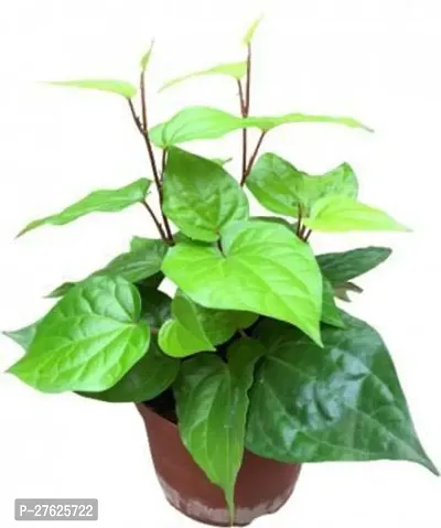 Fulmala NurseryBetel Leaf Plant[DF0478]