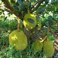 Fulmala NurseryJackfruit Plant[DF0264]-thumb1