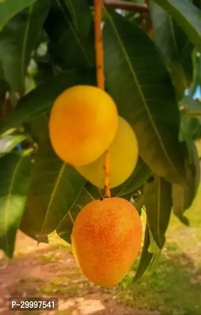 Fulmala Nursery Mango Plant-thumb0