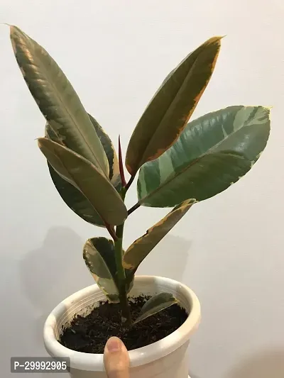 Fulmala Nursery  Rubber Tree-thumb0