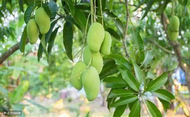 Fulama Nursery HybridMango Plant[FM1857]-thumb0