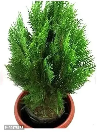 Natural Christmas Tree Plant-thumb0