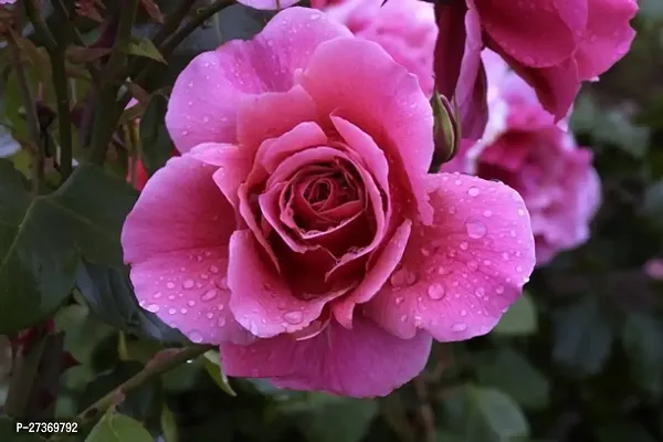 BALUBITA Hybrid Rose Plant[BB1535]