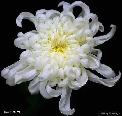 Fulmala NurseryChrysanthemums/ Guldavari Plant[DF0277]-thumb0