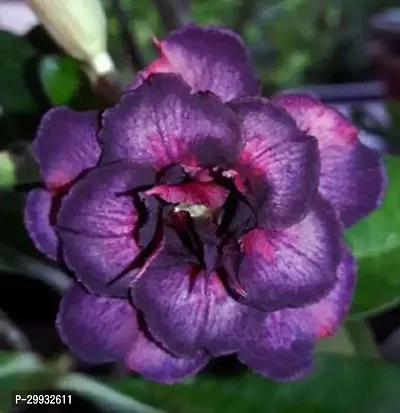 Adenium Desert Rose with White Blossoms-thumb0