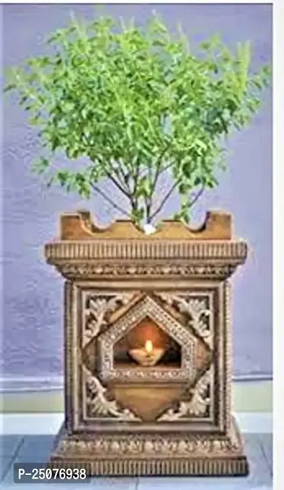 Tulsi Plant Esey To Grow No Nead To Extra Care Hybrid Plant For Yor Garden And your Home