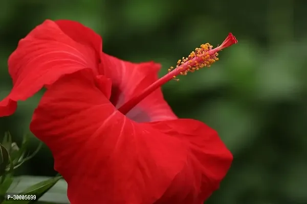 Fulmala Nursery Hibiscus Plant-thumb0