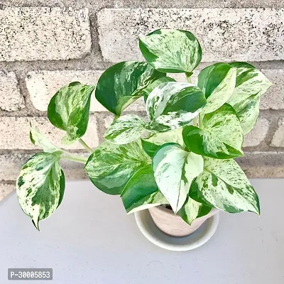 Fulmala Nursery Money Plant