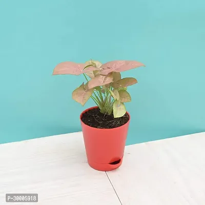 Fulmala Nursery Syngonium Plant