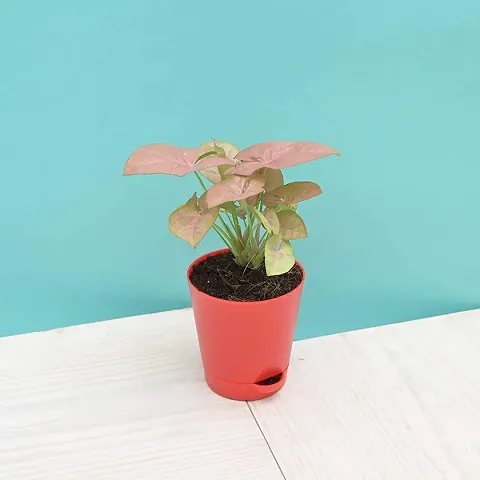 Must Have Plant & Planters 