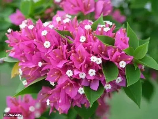 Natural Bougainvillea Plant-thumb0