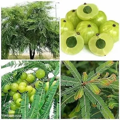 Fulmala Nursery Amla Plant