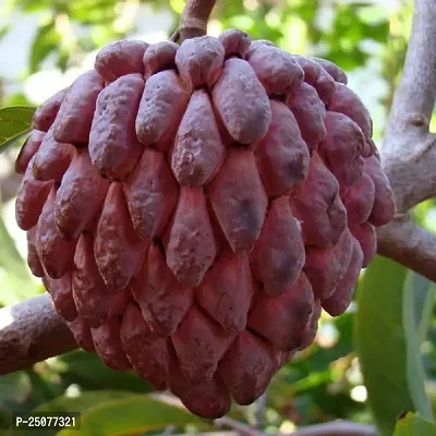 Custard Apple Plant Esey To Grow No Nead To Extra Care Hybrid Plant For Yor Garden And your Home-thumb0