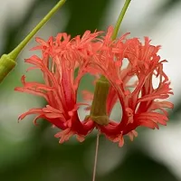 Fulmala Nursery Hibiscus Plant-thumb1