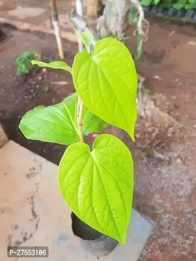 Fulmala NurseryBetel Leaf Plant[FM2895]