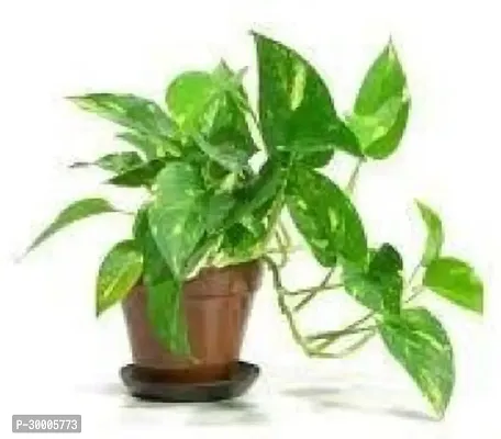 Fulmala Nursery Money Plant-thumb0