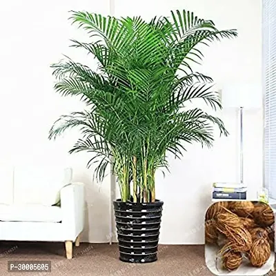 Fulmala Nursery Areca Palm