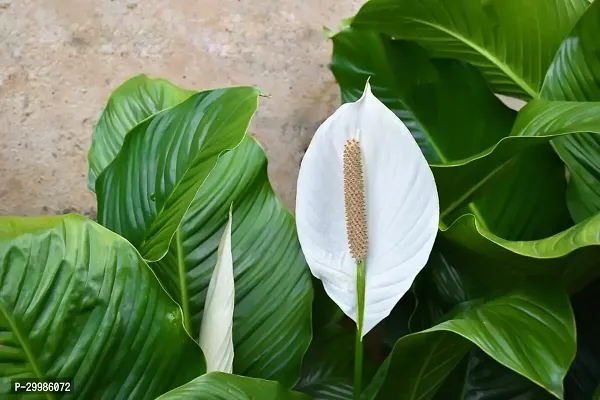 Indoor Peace Lily Flower Plant for Home Office Stylish Houseplant with White Spathes Glossy Green Leaves Air Purifying and Easy to Care in Elegant Decorative Pot