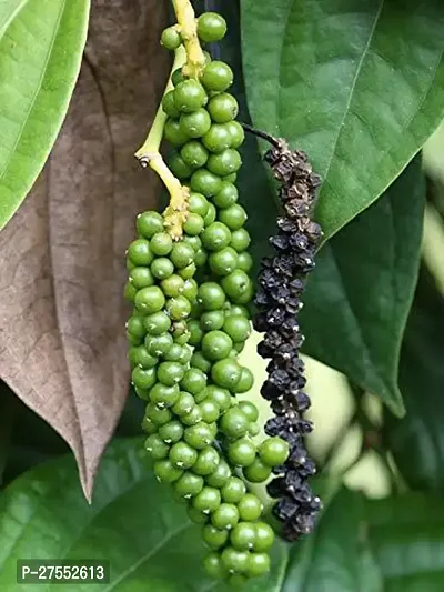 Fulmala Nursery Hybrid Black Pepper Plant[DF73]-thumb0