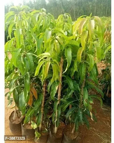 Fulmala Nursery Mango Plant