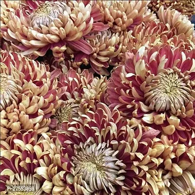 Fulmala NurseryChrysanthemums/ Guldavari Plant[FM2849]-thumb0