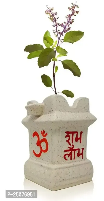 Tulsi Plant Esey To Grow No Nead To Extra Care Hybrid Plant For Yor Garden And your Home-thumb0