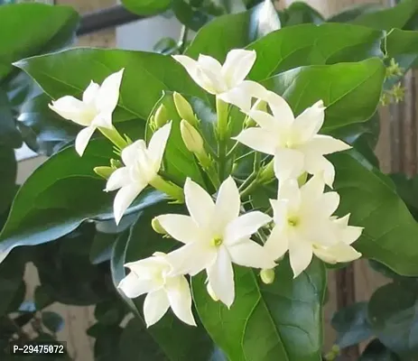 Natural Night Bloom Jasmine Plant-thumb0