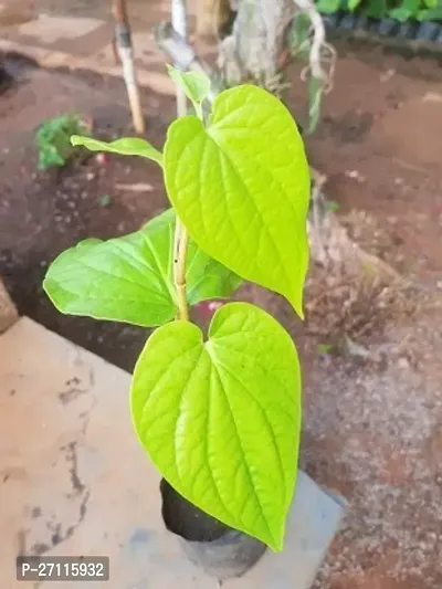 Fulmala Nursery Hybrid Betel Leaf Plant[FM614]-thumb0