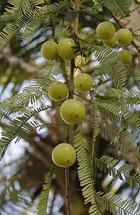 Fulmala Nursery Amla Plant-thumb1