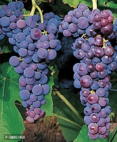 Fulmala Nursery Grapes Plant