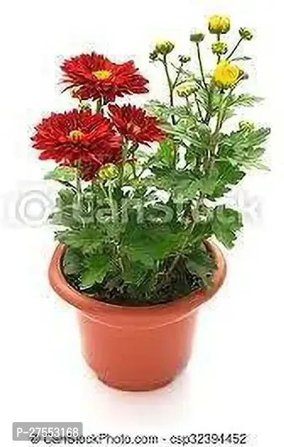 Fulmala NurseryChrysanthemums/ Guldavari Plant[FM2956]