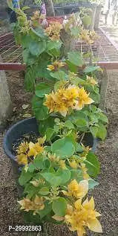 Fulmala Nursery  Bougainvillea Plant