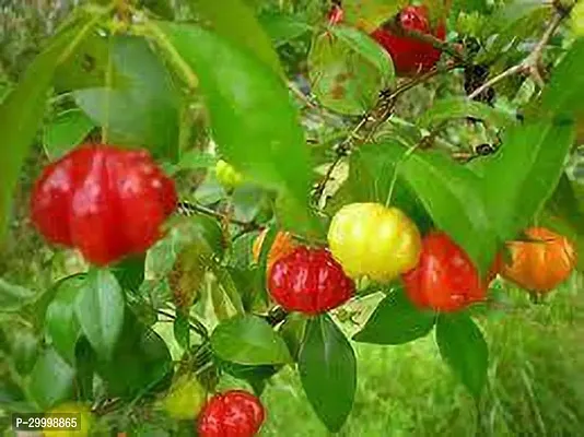 Fulmala Nursery Cherry Fruit Plant-thumb0