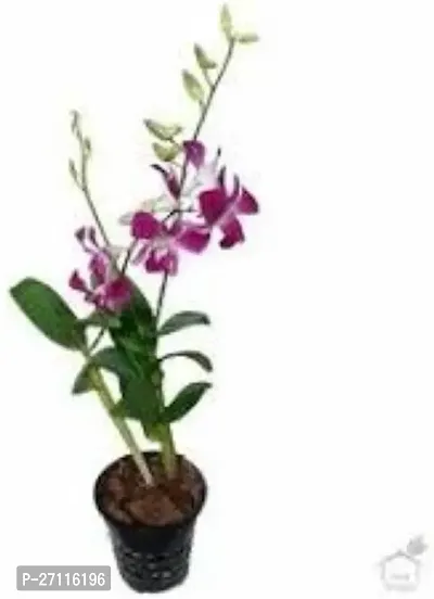 Fulmala Nursery Hybrid Lily Plant[FM866]