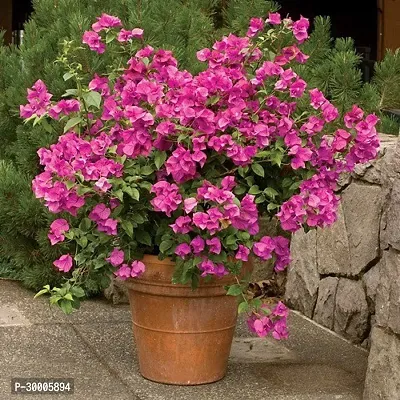 Fulmala Nursery Baugainvillea Plant