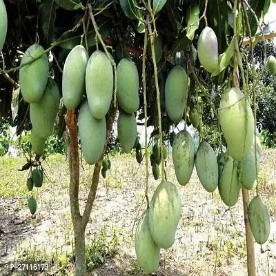 Fulmala Nursery Hybrid Mango Plant[FM843]-thumb0