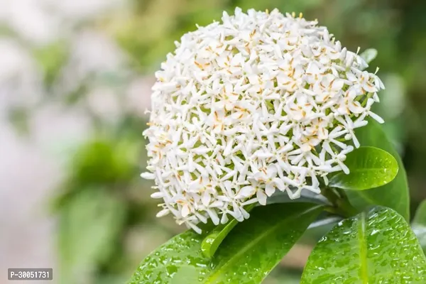 Fulmala Nursery Trothic Ixora/Chethi Plant