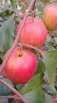 Fulama Nursery HybridBer Apple Plant[FM1940]-thumb1