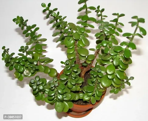 Fulmala Nursery Jade Plant