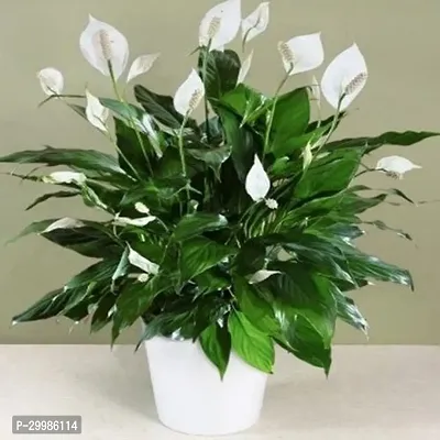 Indoor Peace Lily Plant with White Flowers Great for Home Office Decor-thumb0