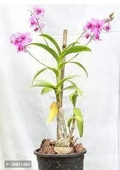 Fulmala Nursery Orchid Plant-thumb0