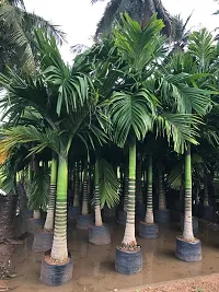 Fulmala Nursery Betel Nut/Supari Plant-thumb2